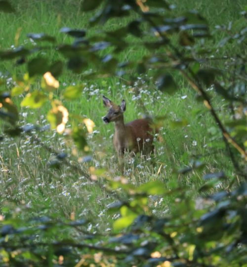 Meadow Deer