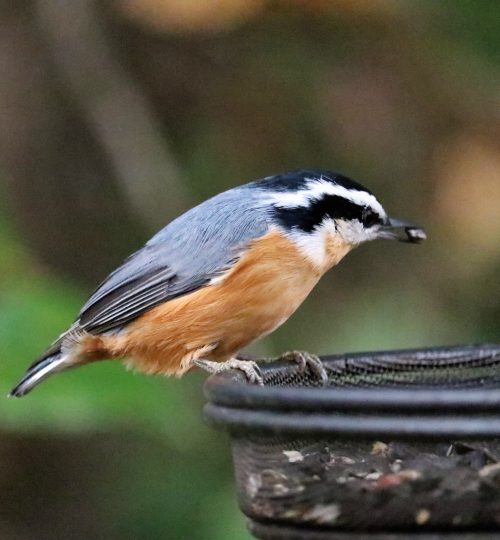 Nuthatch