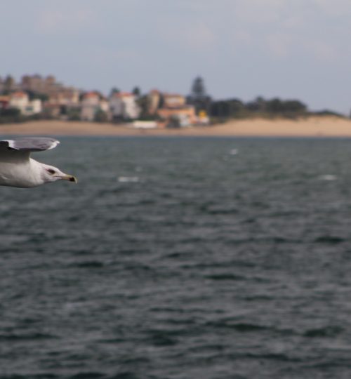 Portugal Seagull