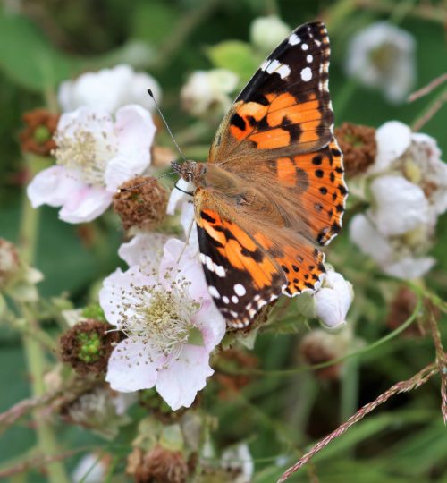 Butterfly