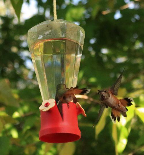 Dos Colibri Peleando